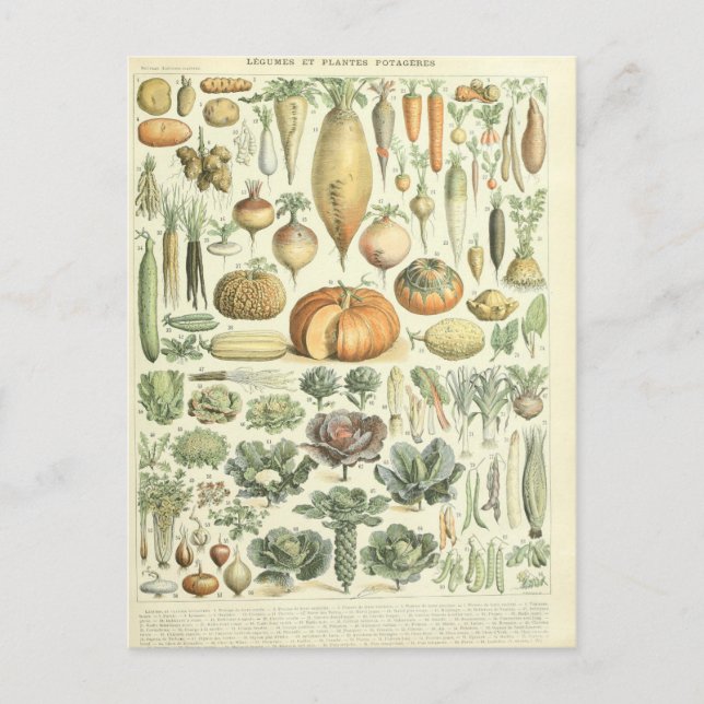 Postal Ilustracion dictionnaire légumes (Anverso)