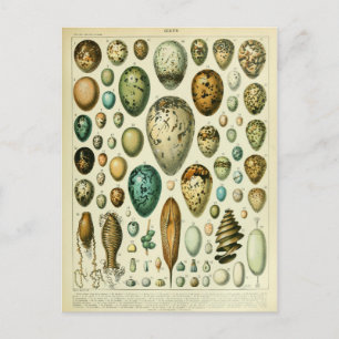 Postal Ilustracion dictionnaire oeufs