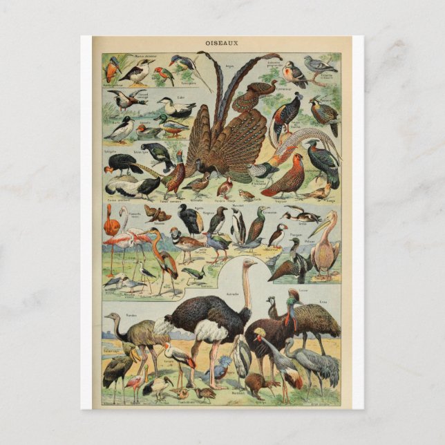 Postal Ilustracion dictionnaire oiseaux (Anverso)