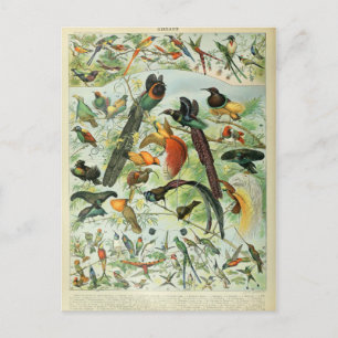 Postal Ilustracion dictionnaire oiseaux