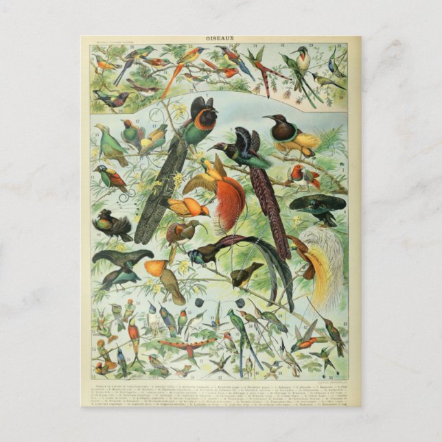 Postal Ilustracion dictionnaire oiseaux (Anverso)