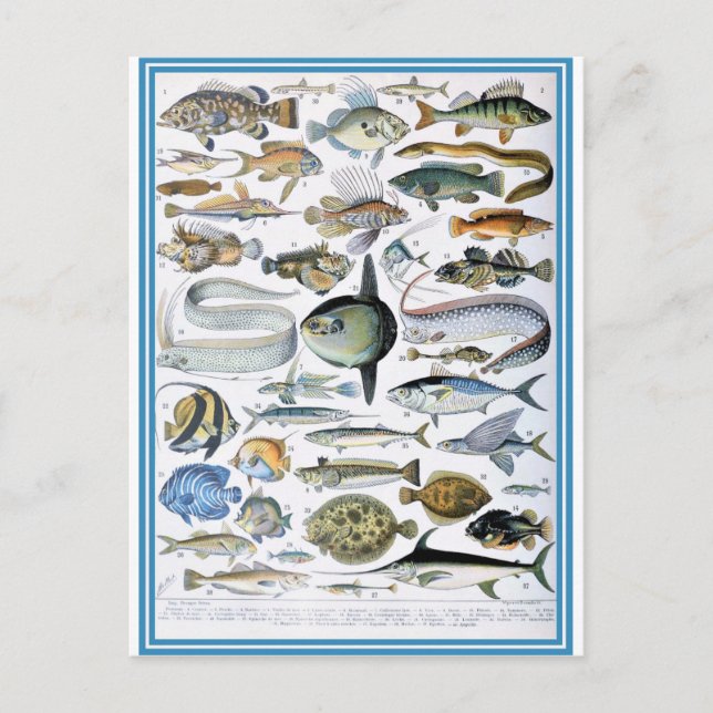 Postal Ilustracion dictionnaire poissons (Anverso)