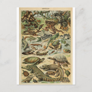 Postal Ilustracion dictionnaire reptiles