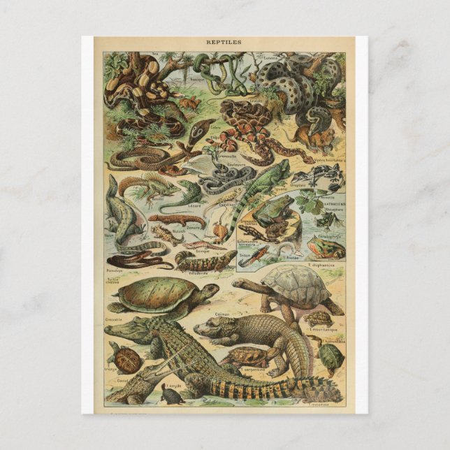 Postal Ilustracion dictionnaire reptiles (Anverso)