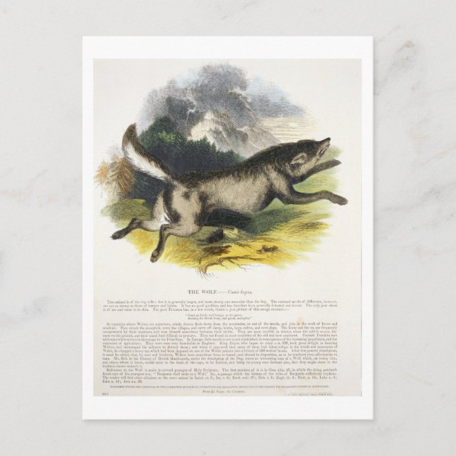 Postal Ilustracion educativo del lobo (Canis lupus) (Anverso)