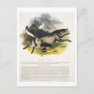 Postal Ilustracion educativo del lobo (Canis lupus)