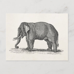 Postal Ilustracion elefante vintage de los años 1800 - El