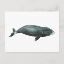 Ilustración en acuarela de ballena de Groenlandia