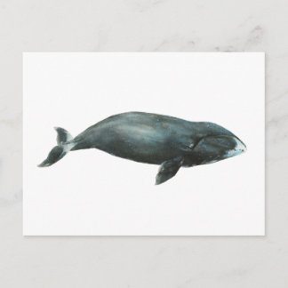 Postal Ilustración en acuarela de ballena de Groenlandia