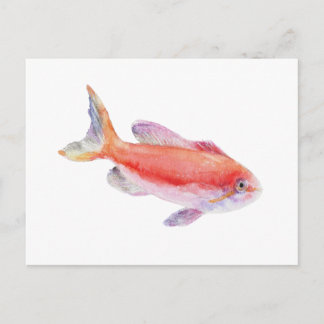 Postal Ilustración en acuarela del pez Anthias Carberryi