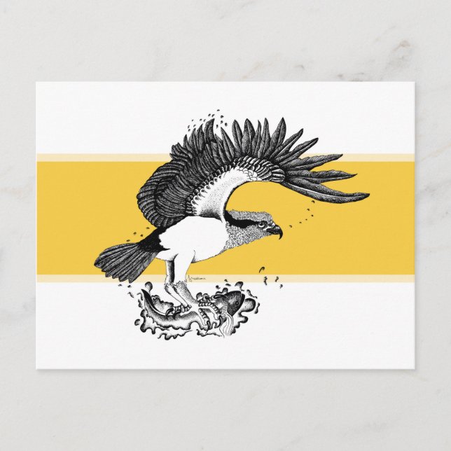 Postal Ilustración en blanco y negro de águila pescadora (Anverso)