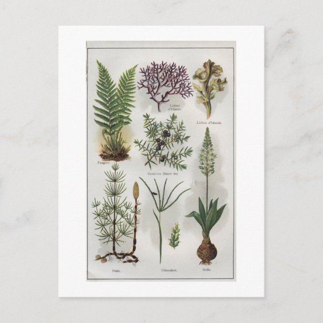 Postal Ilustracion en "MON DOCTEUR" (Anverso)