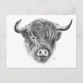 Postal Ilustracion escocés de vacas altas
