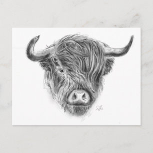Postal Ilustracion escocés de vacas altas