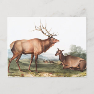 Postal Ilustracion Estadounidense de Elk (Cervus Canadens
