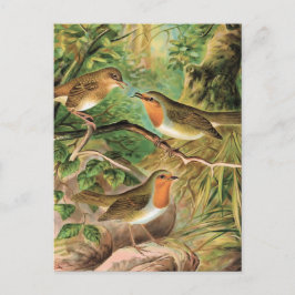 Postal Ilustracion europeo Robin Vintage Bird