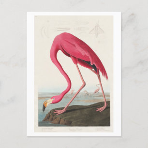 Postal Ilustracion Flamingo por John James Audubon