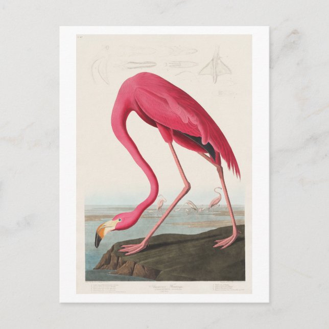 Postal Ilustracion Flamingo por John James Audubon (Anverso)