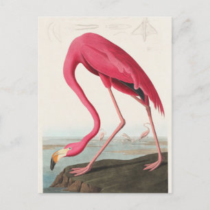Postal Ilustracion Flamingo Rosa