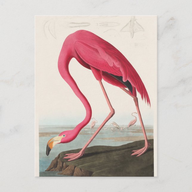 Postal Ilustracion Flamingo Rosa (Anverso)