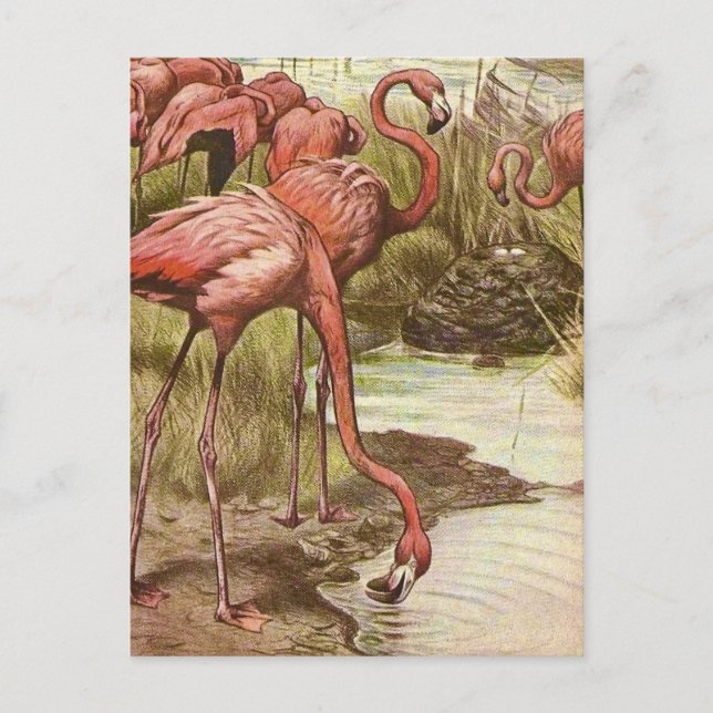 Postal Ilustracion Flamingo Vintage (Anverso)
