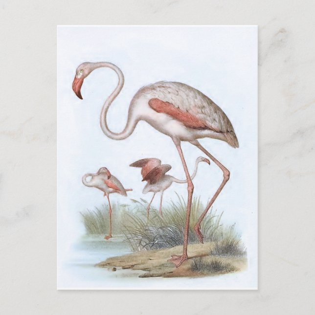 Postal Ilustracion Flamingo Vintage Bird (Anverso)