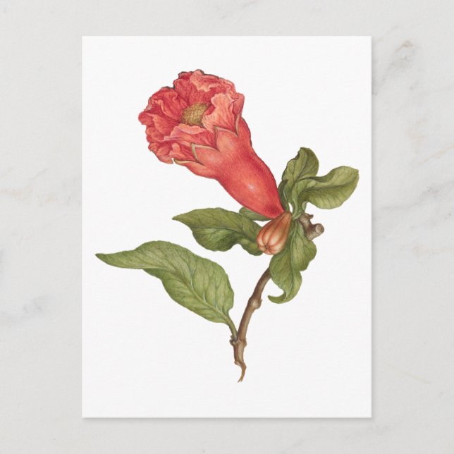 Postal Ilustracion floreciente de granadas de grano de vi (Anverso)