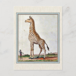 Postal Ilustracion Giraffe de época