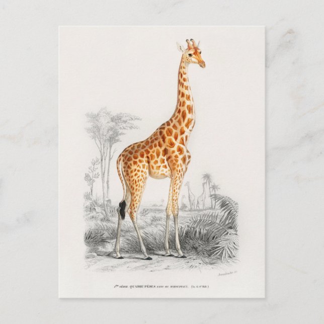 Postal Ilustracion Giraffe de época (Anverso)
