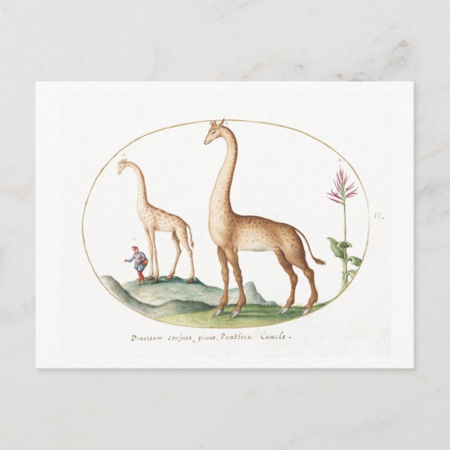 Postal Ilustracion Giraffe de época (Anverso)