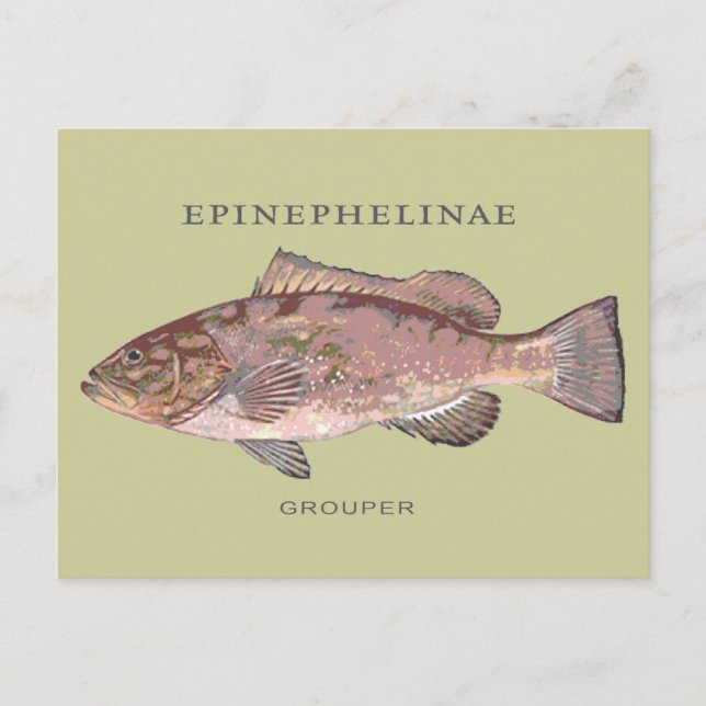 Postal Ilustracion Grouper Fish Vintage (Anverso)