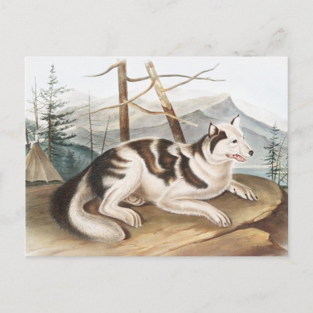 Postal Ilustracion Hare Indian Dog (Canis familiaris) (Anverso)