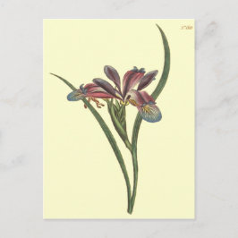 Postal Ilustracion Iris con bandera abandonada de hierba