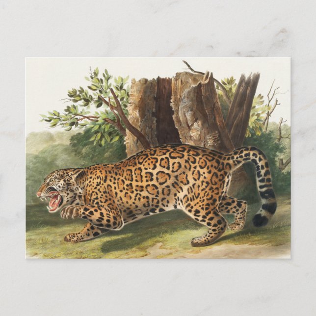 Postal Ilustracion Jaguar (Felis onca) (Anverso)