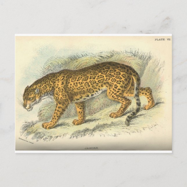 Postal ilustracion jaguar vintage del siglo XIX (Anverso)