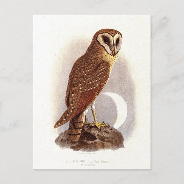 Postal Ilustracion Java Owl Vintage (Anverso)