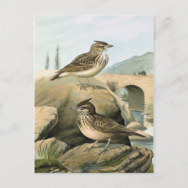 Postal Ilustracion Larks Vintage Bird