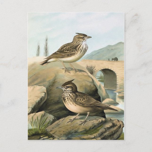 Postal Ilustracion Larks Vintage Bird (Anverso)