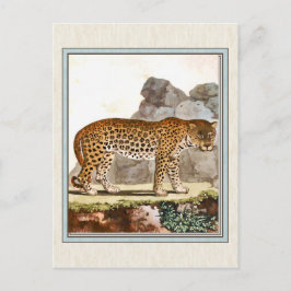 Postal Ilustracion Leopardo de época