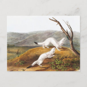 Postal Ilustracion Little Nimble Weasel Putorius agilis