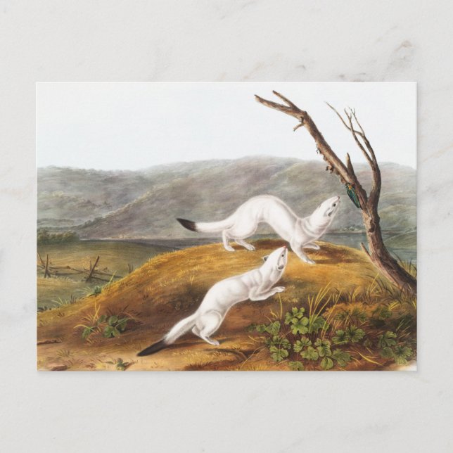 Postal Ilustracion Little Nimble Weasel Putorius agilis (Anverso)