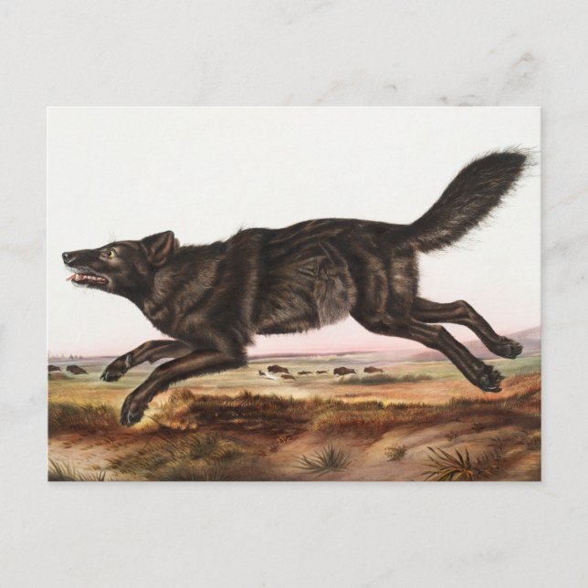 Postal Ilustracion Lobo Norteamericano Negro (Canis lupus (Anverso)
