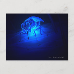Postal Ilustracion luminiscente de una mosca tsetsé