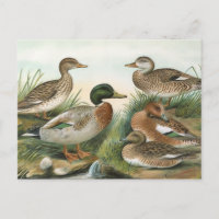 Ilustracion Mallard y Wigeon Vintage Bird