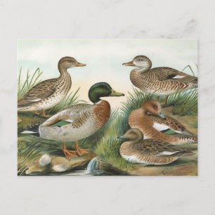 Postal Ilustracion Mallard y Wigeon Vintage Bird