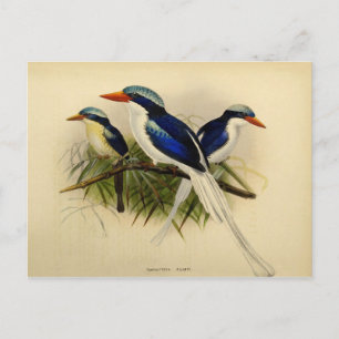 Postal Ilustracion martin pêcheur