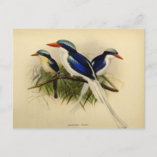 Postal Ilustracion martin pêcheur (Anverso)