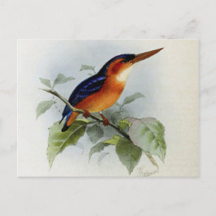 Postal Ilustracion martin pêcheur