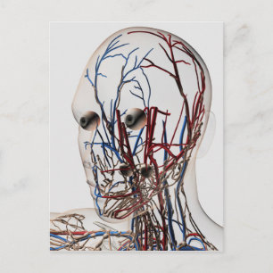 Postal Ilustracion Médico De Las Arterias De Cabeza 2