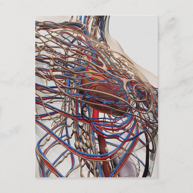Postal Ilustracion Médico De Las Arterias Femeninas (Anverso)